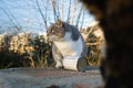 Street cat eating from tin Royalty Free Stock Photo