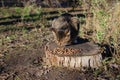 The street cat is eating. Royalty Free Stock Photo