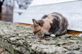 The street cat is eating. Yard abandoned cat. Royalty Free Stock Photo