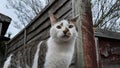 Street Cat Face White Next to Fence