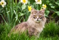 Street cat in flower bed. Gray fluffy cat is sitting in the green grass. Royalty Free Stock Photo