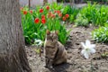 Street cat among flowers. The yard stray cat is walking. March cat. Abandoned pet. Royalty Free Stock Photo