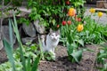 Street cat among flowers. The yard stray cat is walking. March cat. Abandoned pet. Royalty Free Stock Photo