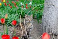 Street cat among flowers. The yard stray cat is walking. March cat. Abandoned pet. Royalty Free Stock Photo