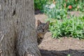 Street cat among flowers. The yard stray cat is walking. March cat. Abandoned pet. Royalty Free Stock Photo