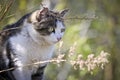A street cat with a funny face sits in the grass and hunts for mice Royalty Free Stock Photo