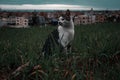 Street cat in green nature, a street cat in a bed of flowers. The gray luffy cat is sitting in the green grass.