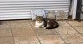 A street cat . A grey cat lies on the pavement and looks at the camera