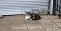 A street cat . A grey cat lies on the pavement and looks at the camera