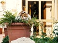 Street cat hides in a flower pot