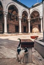 Street Cat Hovering in Mihrimah Sultan Mosque