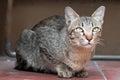 Street cat isolate on blackground,front view