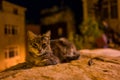 A street cat in Istanbul at night