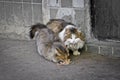 Street cat and kitten eat food brought by compassionate people. Taking care of homeless animals