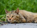 Street cat in Kyoto Park Royalty Free Stock Photo