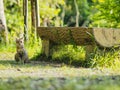 Street cat in Kyoto Park Royalty Free Stock Photo