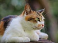 Street cat in Kyoto Park Royalty Free Stock Photo