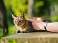 Street cat in Kyoto Park Royalty Free Stock Photo