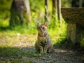 Street cat in Kyoto Park Royalty Free Stock Photo