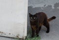 Street cat lies. Yard black cat. Stray cat. Abandoned pet. Thoroughbred cat.