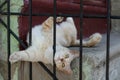 Street cat lies. Yard thoroughbred cream-colored cat. The street cat is basking in the sun. Abandoned pet. Stray cat.