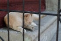 Street cat lies. Yard thoroughbred cream-colored cat. The street cat is basking in the sun. Abandoned pet. Stray cat.