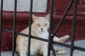 Street cat lies. Yard thoroughbred cream-colored cat. The street cat is basking in the sun. Abandoned pet. Stray cat.