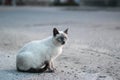 Street cat Royalty Free Stock Photo