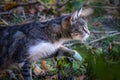 Street cat noticed a prey and creeps after it.