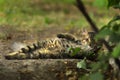 2018 new photo, sleepy adorable brown long hair stray cat