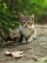 2018 new photo, adorable small baby stray cat