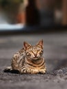 2018 new photo, adorable brown short hair stray cat