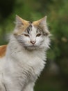 2018 new photo, sleepy cute brown white long hair stray cat