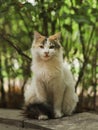 2018 new photo, sleepy cute brown white long hair stray cat