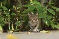 2018 new photo, adorable small baby stray cat