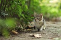 2018 new photo, adorable small baby stray cat