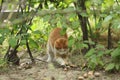 2018 new photo, adorable yellow stray cat