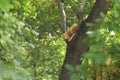 2018 new photo, adorable yellow stray cat in the tree