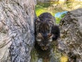 Cat and city pool.