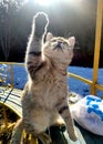 Street cat with raised paws