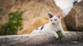 Street cat in relax mood Royalty Free Stock Photo