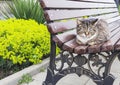 Street cat resting on the park bench, cat narrowed eyes. Tranquil animal lying outdoors on bright summer day