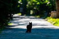 Street cat on a shady alley in the park on a summer day Royalty Free Stock Photo