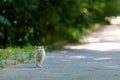 Street cat on a shady alley in the park on a summer day Royalty Free Stock Photo