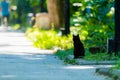 Street cat on a shady alley in the park on a summer day Royalty Free Stock Photo