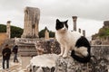 Street cat sit on stones among the ruins of the ancient Greek city of Ephesus
