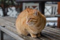 A street cat sits on a bench. Yard, abandoned cat. Thoroughbred pet.