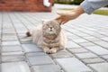 a street cat sits on the ground. Homeless abandoned stray cat sitting on the street.