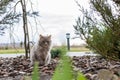 a street cat sits on the ground