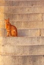 A street cat sits on the stairs